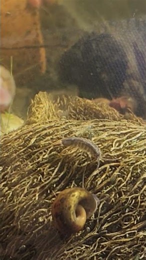 Male alien 👽 betta fish and aquatic isopods by @carllaney81aquascapes fish shed youtube channel