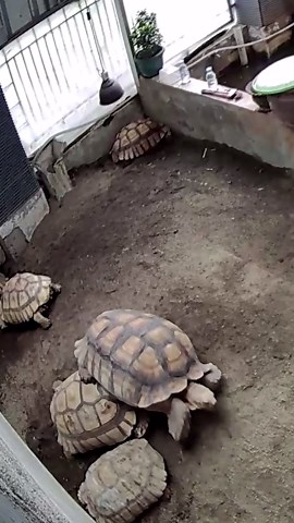 Giant tortoise rushes to help friend stuck on his back