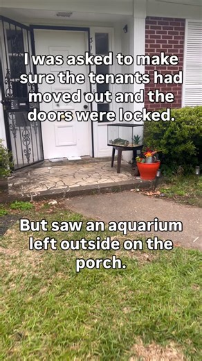 The Woof Pack on Instagram: "I can’t believe they left her to die in a glass coffin... I went over to lock up a rental after the tenants moved out and there was an aquarium left outside. Inside was a gecko in such bad shape I didn’t even know what she was at first. Gray, dull, skin and bones, barely hanging on. I could not leave her there to die, so I brought her home. I’d never owned a gecko before. I did some quick research and asked a couple friends what she needed, but it really wasn’t hard.