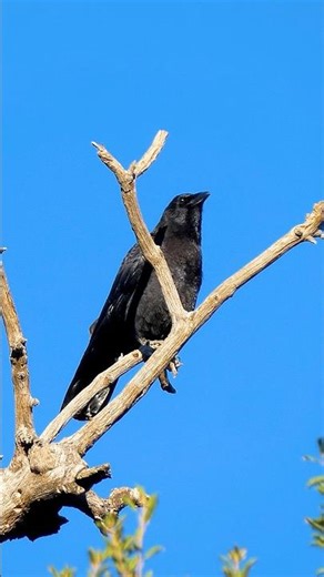 American Crow🐦‍⬛Something To Crow About #americancrow