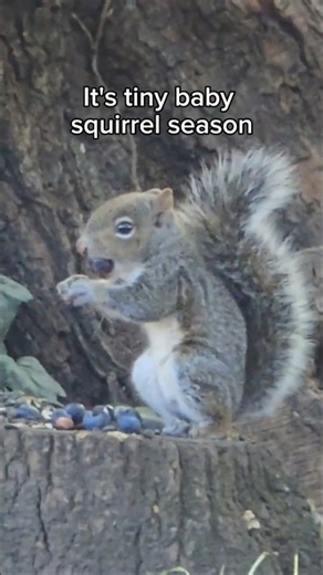 Meet Gerald: The bravest baby squirrel to leave the nest! 🐿️🌟