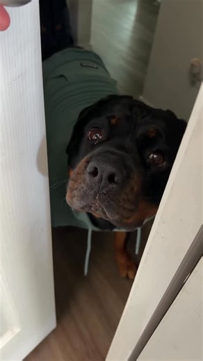 WeRateDogs on Instagram: "This is Pebble. She may be the reason you’re late, but wants to remind you she’s also your reason for living. 13/10 (follow @pebbletherottie)"