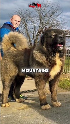 Meet the Dogs That Bark Like Storms!