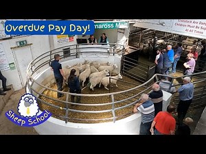 Selling Sheep To Pay The Bills = Behind The Scenes At The Livestock Market.