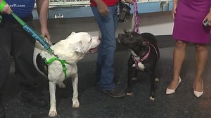Pet of the Week: Meetball and Isabelle