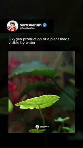 You Can Actually See Oxygen Being Made 😳🌱