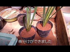 ハナショウブ株分け