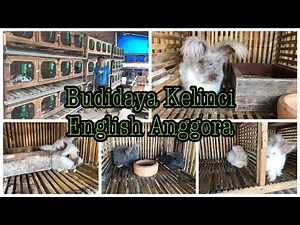 Budidaya Kelinci English Anggora di Kota Panas dan Berhasil