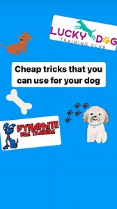 Cheap tricks that you can use for your dog #dogtraining #puppiesofinstagram #dogsofinstagram #dogtrainersofig #explorepage✨ | Dynamite Dog Training