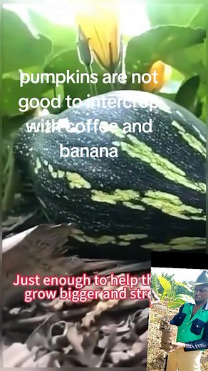 #coffee #coffeelover #farming #agriculture