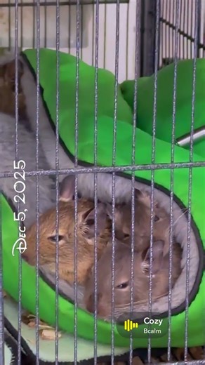 Relaxing afternoon with baby Degus ✨🐿️✨ #cutepets #degulife #cute #pet #petvlog #degu #calm #chill