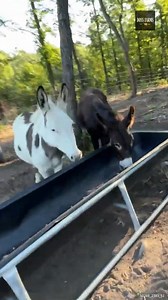 Feeding Donkeys #FarmAnimals #Farming #FarmLife #Donkeys | Doss Farms