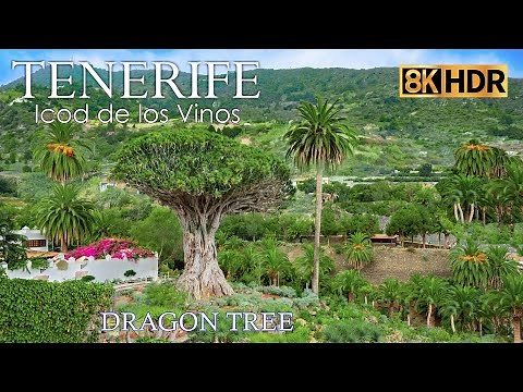 1000 years old Dragon tree - Icod de los Vinos - Tenerife - Canary Islands - Spain 8K