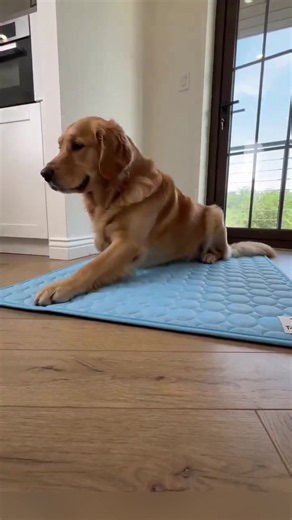 Self-Cooling Pet Mat Review: Instant Relief for Hot Pets