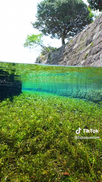 Beautiful Underwater Views in Japan
