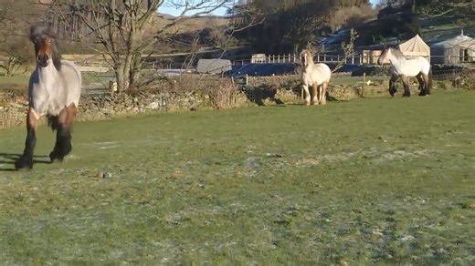 Showing❤️ off that huge trot!!! | Cumbrian Heavy Horses