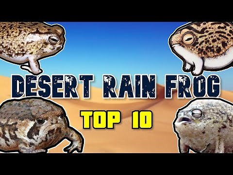 Top 10 Facts: Desert Rain Frog! (Ferocious)