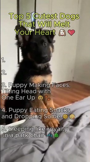 Top 5 Cutest Dog Moments That’ll Melt Your Heart 🐾💖