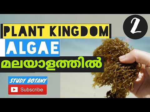 PLUS ONE BIOLOGY CHAPTER 3 PLANT KINGDOM || ALGAE || NCERT || MALAYALATHIL || STUDY BOTANY.