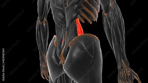 Psoas major Muscle Anatomy For Medical Concept 3D