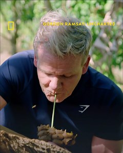 Gordon travels to Cuba to discover the country’s largely unknown culinary traditions. From coast to countryside, Gordon fishes and forages his way across the vibrant landscape in search of the most authentic and delicious Cuban ingredients - like honey 🐝 Don't miss brand new episodes of Gordon Ramsay: Uncharted, Sundays at 6pm on National Geographic UK. | National Geographic UK