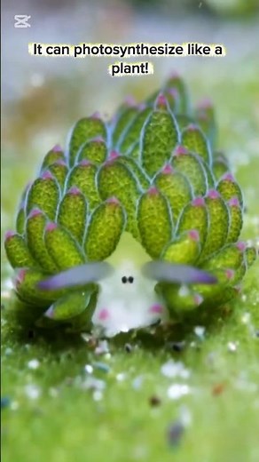 Sea Sheep 🐑☀️ | The Ocean Animal That Eats Sunlight! #shorts #animals