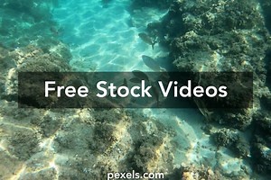 Poisson Fecondation Videos, Download The BEST Free 4k Stock Video Footage & Poisson Fecondation HD Video Clips