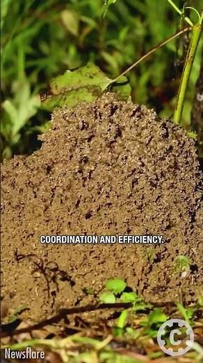 Rain Destroys Their Home… Ants Rebuild Like Pros! 🐜⛈️