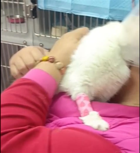 A tak jsme se půl hodiny mazlili... Splnila svůj slib❤️ Ale podívala se i na Gustava ve vedlejším boxu...ale odpustil jsem ji to . Gustav je velký fešák!!! | Kočičky u Niky z.s.