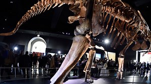 Patagotitan mayorum: el dinosaurio más grande del mundo es argentino