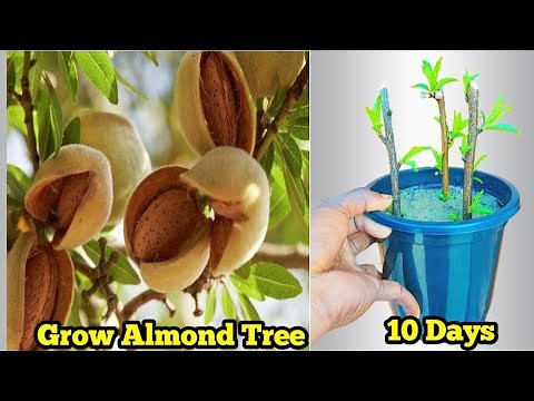 Grow Almond Tree | Grow Almond Tree From Cutting