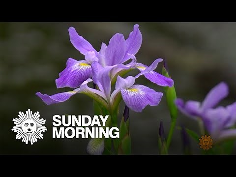 Nature: Alligator River National Wildlife Refuge