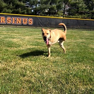 A 3-year-old dog that had its legs amputated has beaten the odds and is able to walk on two right legs ❤️🐕 | In The Know Conservation