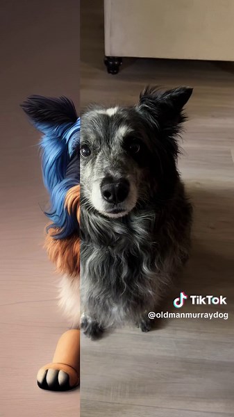 Old Man Murray on TikTok