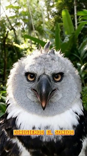 The Harpy Eagle: The terror of the Amazon 🦅🔪 BEAR CLAWS! #science #animals #funfacts