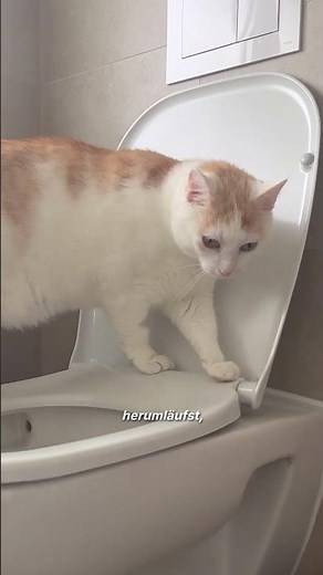 Why your cat follows you to the toilet 😳🚽 #catvideo #catknowledge #catbehavior #majescats