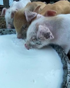 The piglets we pulled from the mom yesterday have taken to pan feeding really well! A few things to keep in mind that I’ve learned over the years to help piglets survive with intervention... 1. Piglets are competitive and when one gets something good, the others absolutely gotta have it. So even if some are shy about eating, the FOMO sets in hardcore and they will join in. Piglets will always thrive more in a group than trying to separate just one or two that aren’t thriving. 2. Pan feeding is a