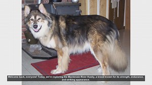 The pros and cons of Mackenzie River Husky