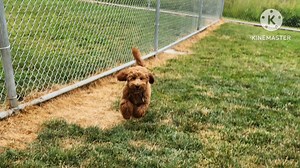 Let's welcome Rolo to the dog wizard family. Rolo joined the dog wizard to learn impulse control and basic obedience. | The Dog Wizard | Facebook