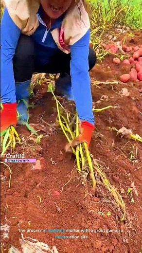 The process of harvesting potatoes on a farm