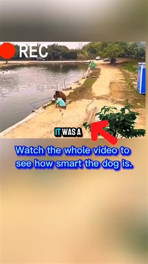 1.9K views · 17 reactions | animals dog fouryou fyp animal animallife_tv | Crazy Animals | Facebook