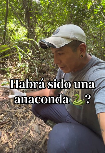 Restos de Serpiente: ¿Anaconda o Boa Constrictor?