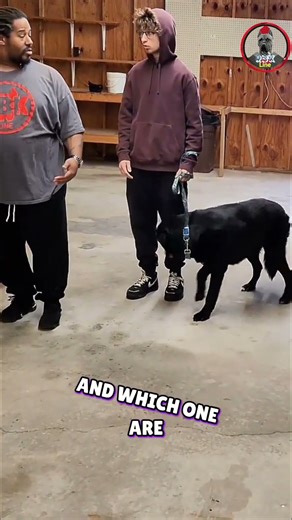 Dog Training Secrets: Mastering Leash Control for Your Pup! #shorts