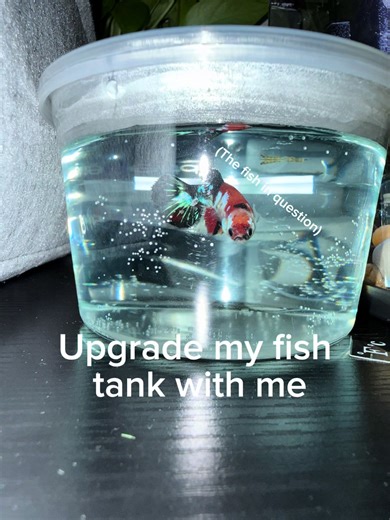 Expert Tips for Betta Fish Care and Maintenance