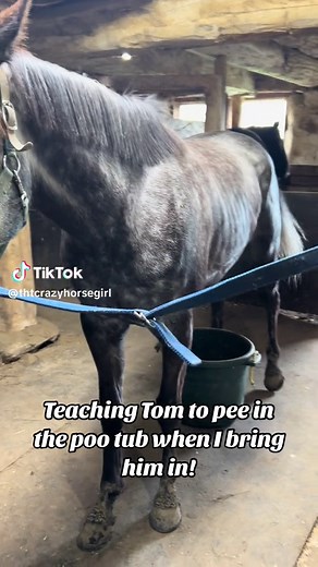 Teaching Tom New Tricks: Training Thoroughbreds to Pee in the Bucket