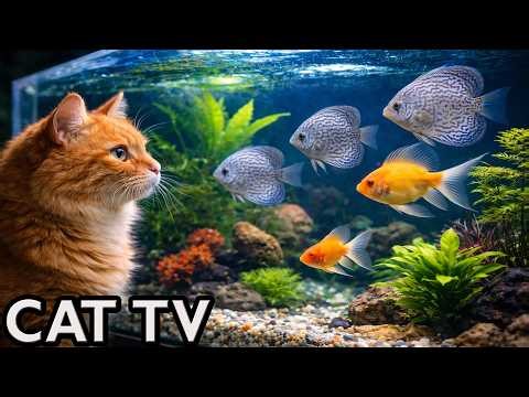 🔴 LIVE Cat TV – Videos for Cats to Watch 🐟 Relaxing Aquarium for Cats (4K No Music)