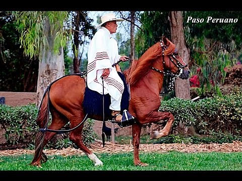 Caballo Peruano de Paso ( Enfrenadura y Adiestramiento )