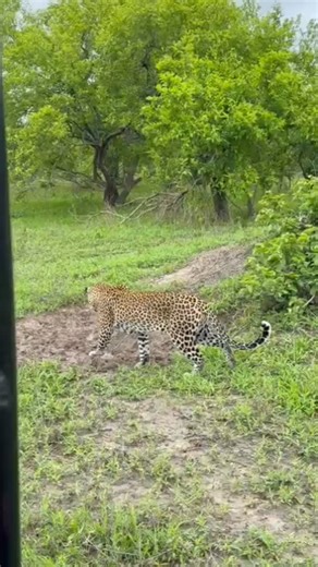 Incredible video of a leopard hunting a warthog from the den by our guest Edoardo Brivio. Wow! | Mdonya Old River Camp - Ruaha