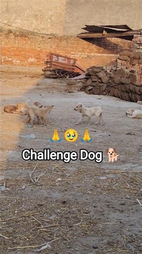 challenge dog 🐕 #challenge #dog #shorts