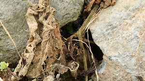 Signs, The Scorpion, Horoscope